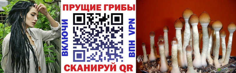 Галлюциногенные грибы Psilocybine cubensis  даркнет сайт  нарко площадка клад  Нефтекумск 